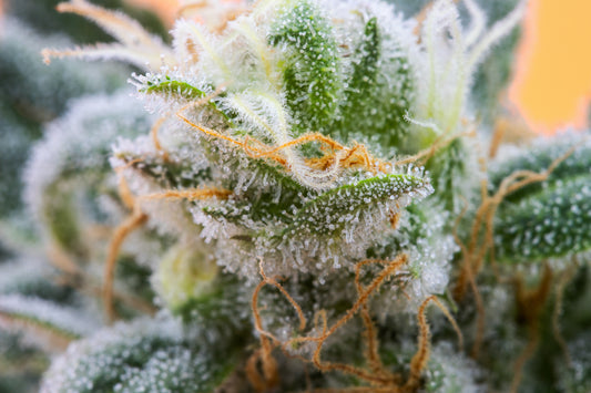 Cannabis flower trichomes