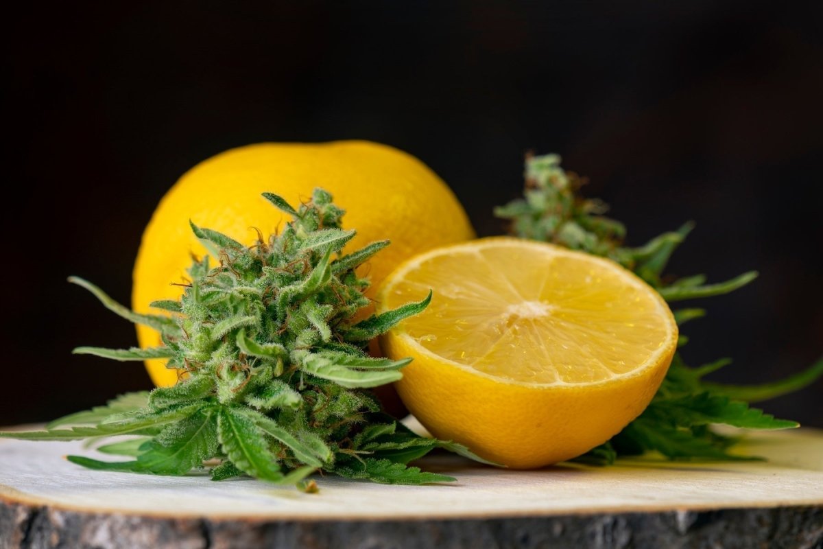 Terpenes found in nature