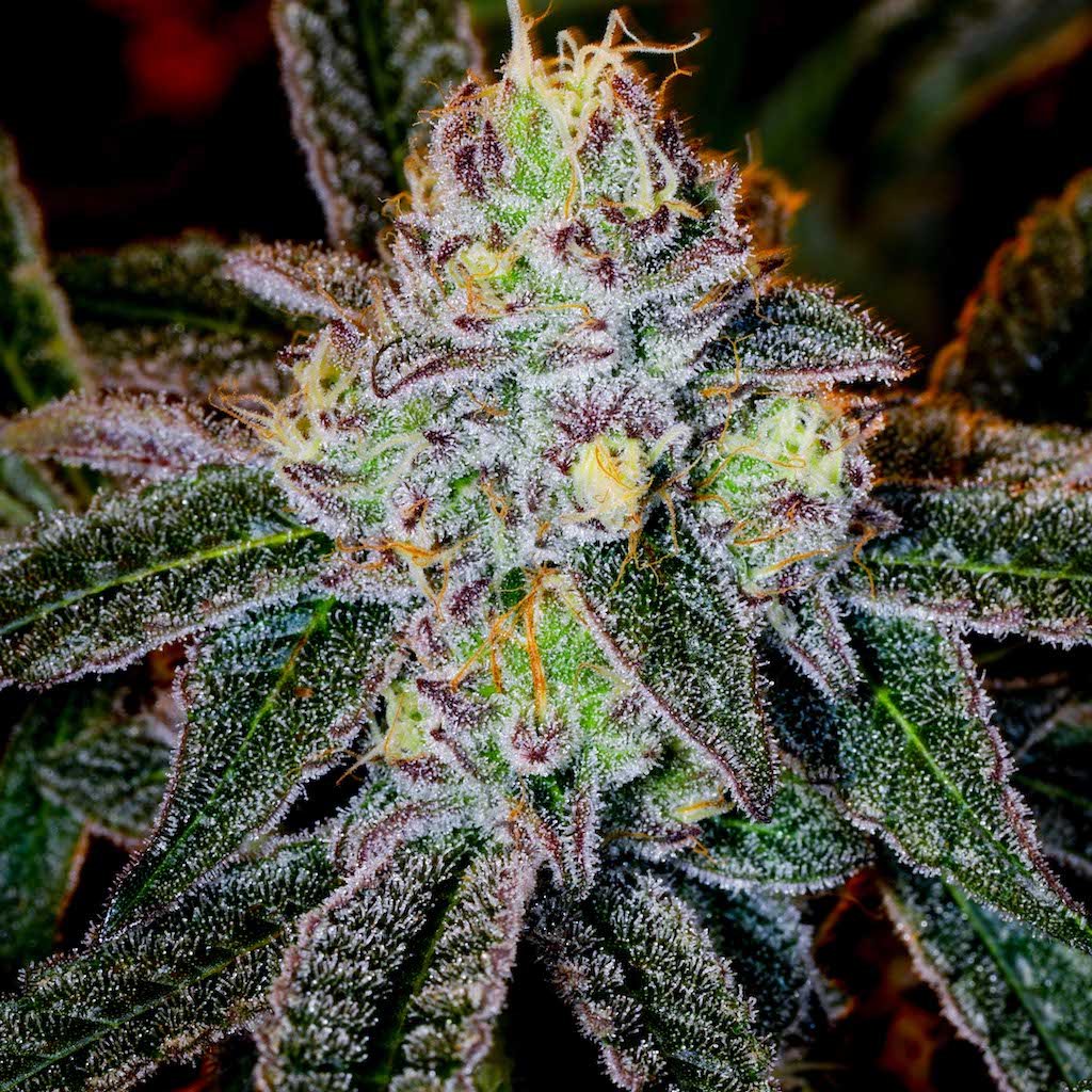 Strain Info: Ice Cream Cake