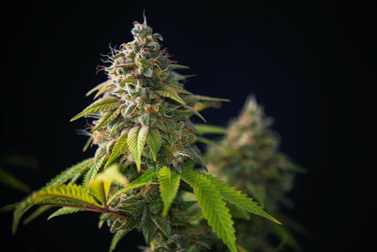 Best high THCA flower near me