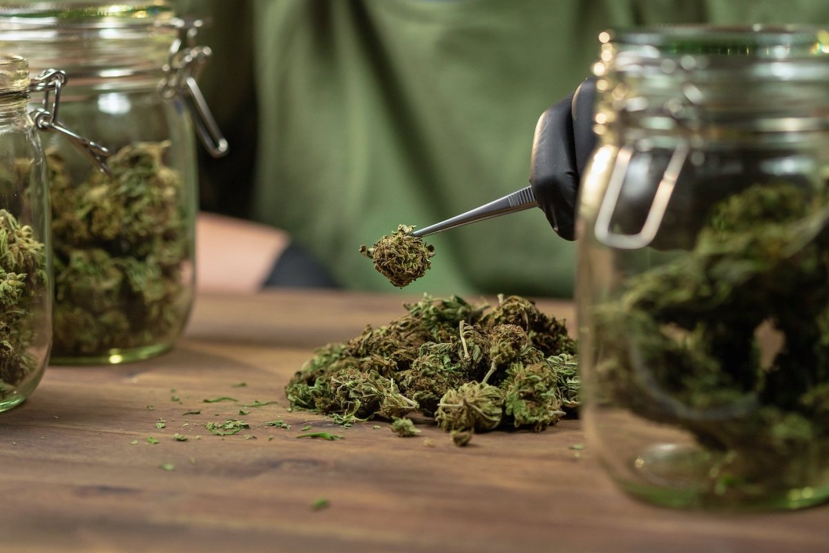 What is the difference between THCA and marijuana