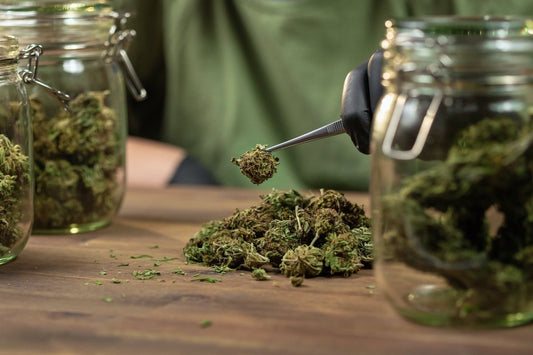 What is the difference between THCA and marijuana