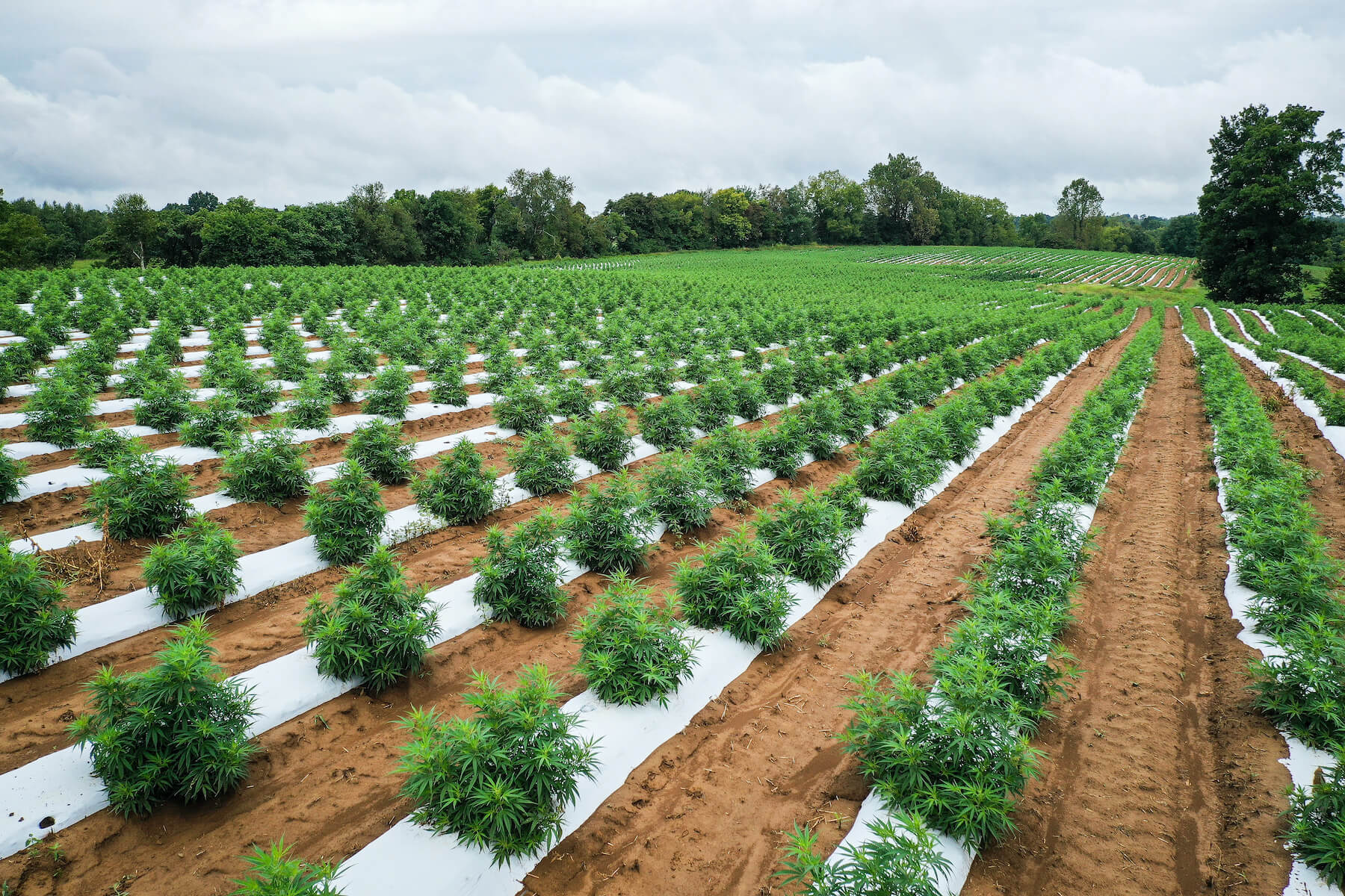 Oregon hemp field