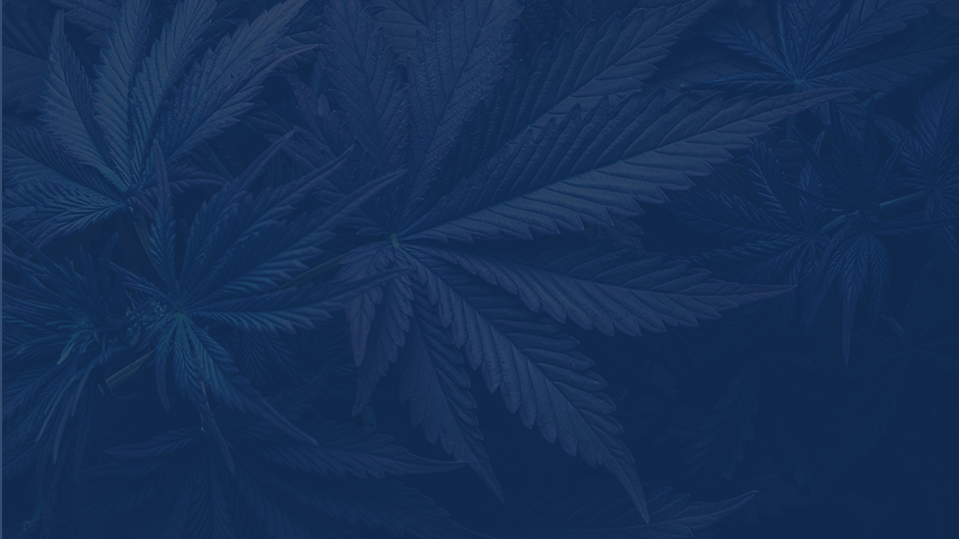Cannabis plants THC