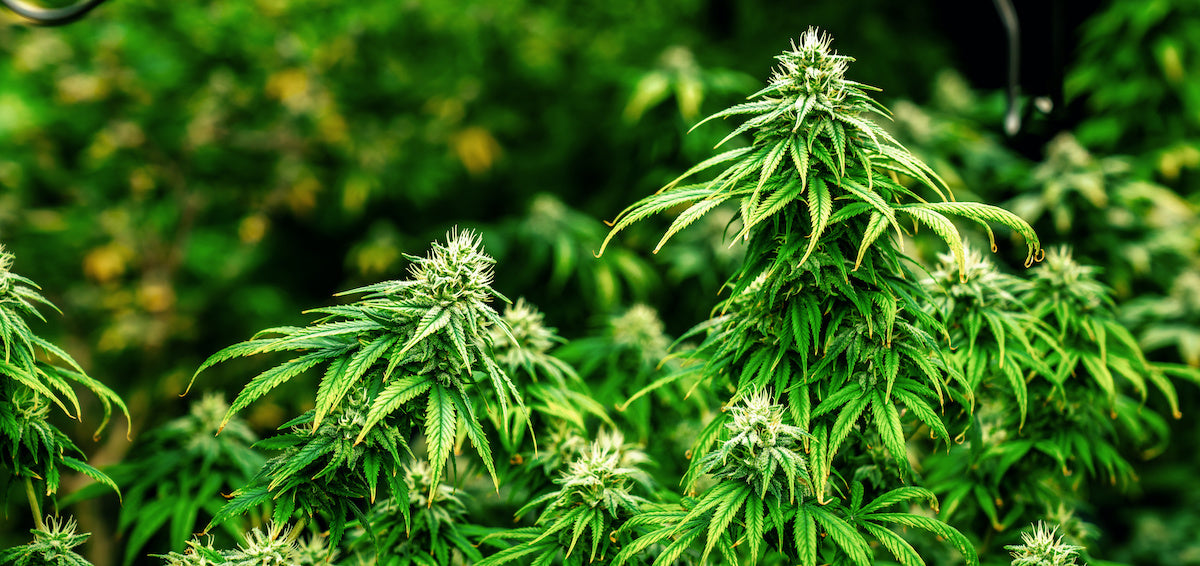 Full grown cannabis plants