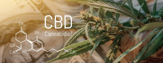 Hemp plant with CBD chemical symbol