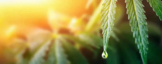 Cannabis leaf with rain drop