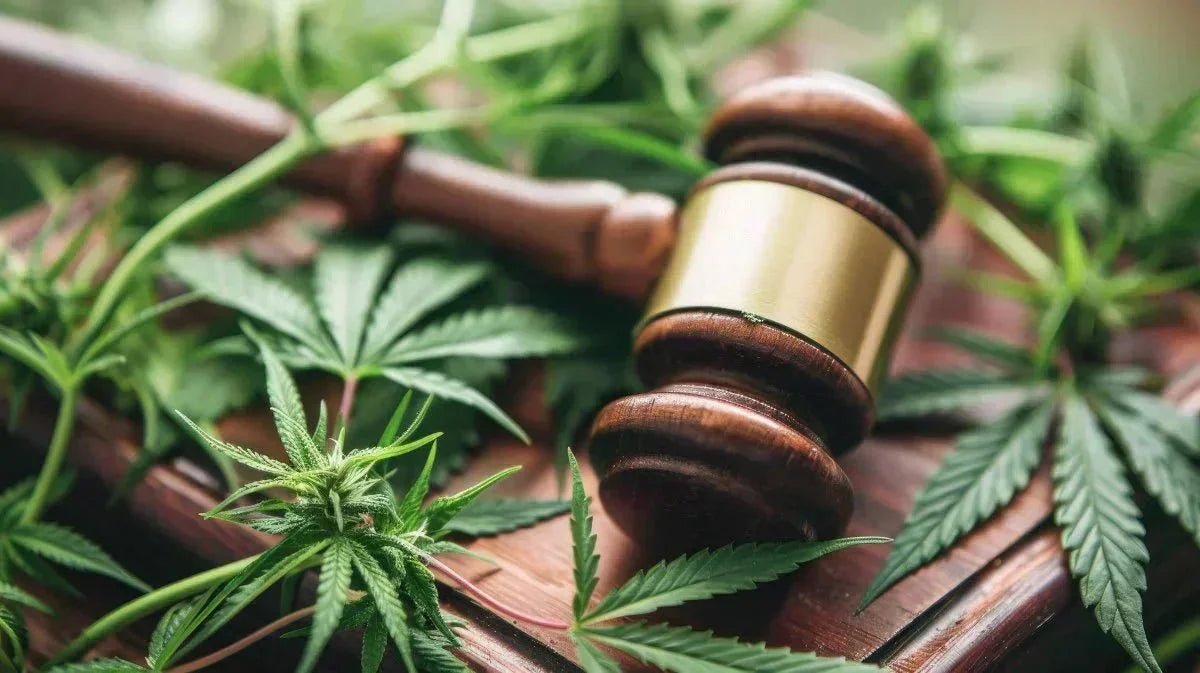 Federal and State Cannabis Laws