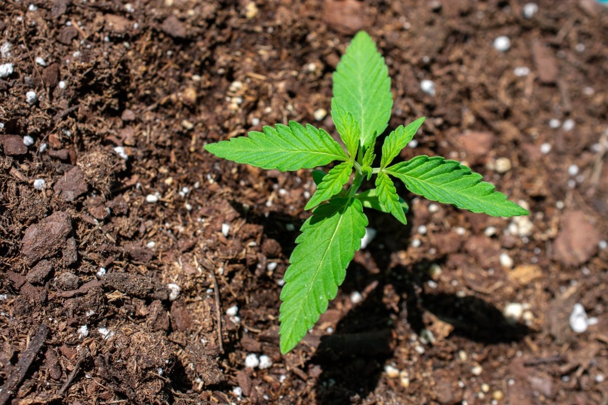 Young hemp plant in soil