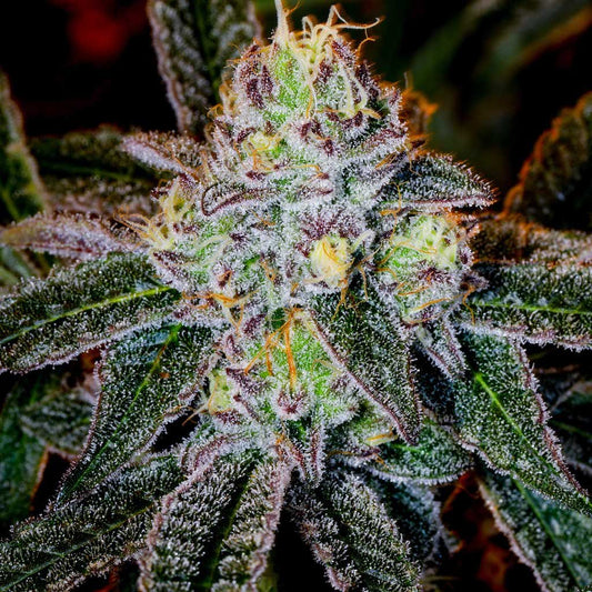 Strain Info: Ice Cream Cake