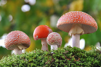 Functional mushrooms and magic mushrooms