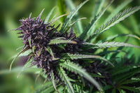 Does THCa get you high?
