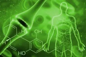 The Endocannabinoid System and Human Health