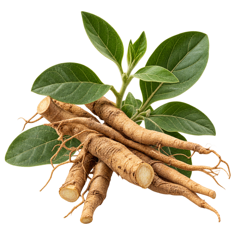Ashwagandha Root Extract 30:1