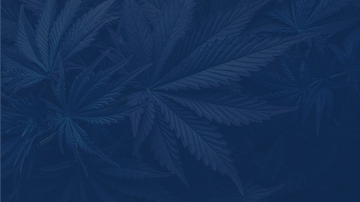 Full Spectrum CBD + Delta 8 Tincture