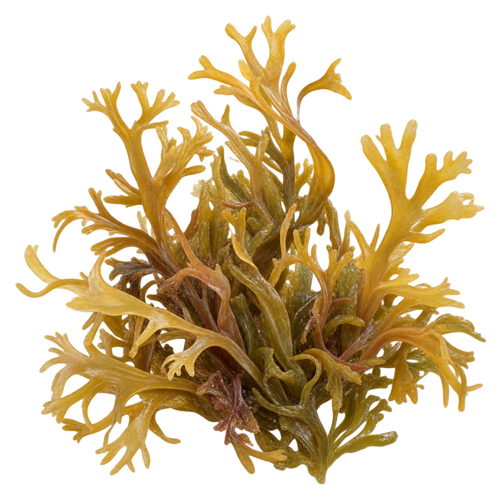 Sea Moss Extract 20:1