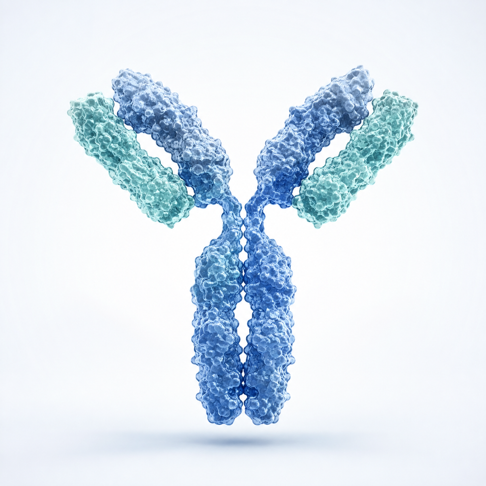 IMMUNOGLOBULIN G (IgG)